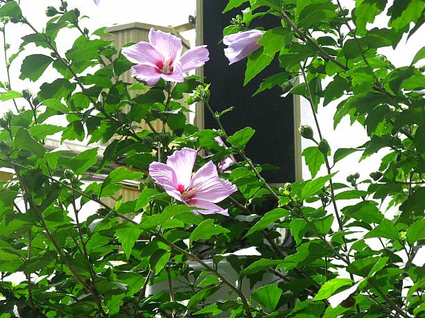 ソウルでは今年、梅雨の雨があまり降らないままとても暑くなったけれど、蝉も鳴き始めてムグンファも咲いて、もうすっかり夏本番！？