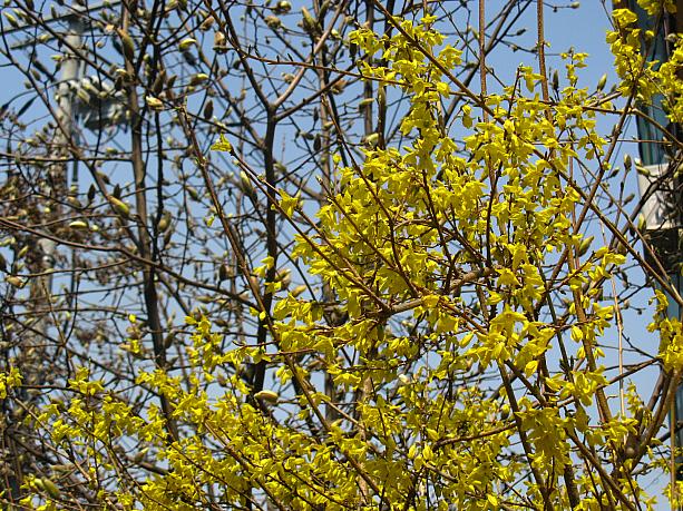 ケナリは韓国の春を代表する、この黄色い花。日本語では連翹(レンギョウ)っていいますよね。