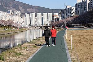 釜山の桜スポット
