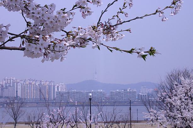 桜と漢江（と黄砂）のむこうにはNソウルタワーが見えます