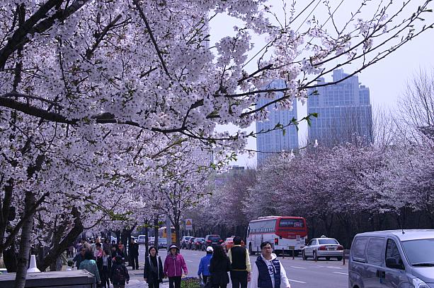 開催が５日延期された「汝矣島（ヨイド）春の花祭り」。昨日、いよいよスタート！桜も見頃です＾＾