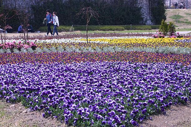 春の花祭り」なので、桜だけではありません！<br>大事に整えられた花壇もあざやか！