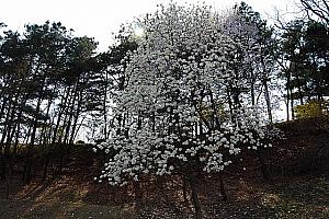 コーミィのソウル大学へお花見に行ってきました～！【２０１１年】 お花見 桜 ソウル大学ピクニック