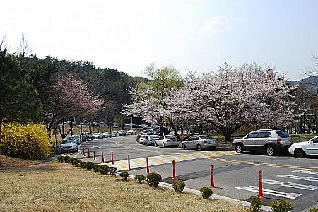 大学構内はあちらこちらに桜並木が