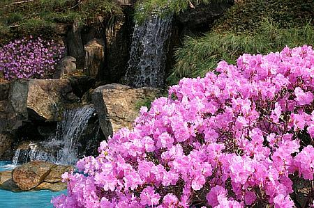 写真で見るソウルの桜と春の花～２０１１年編！