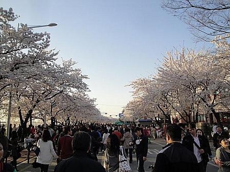 写真で見るソウルの桜と春の花～２０１１年編！