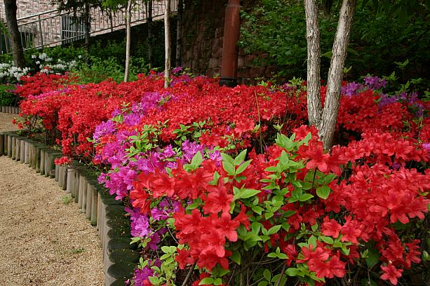 雨で洗われて花も緑も色鮮やか。<BR>ごぶさたの太陽がそろそろ恋しくなってきましたが…、天気予報では週末にかけて天気は上り坂だそうですよ！