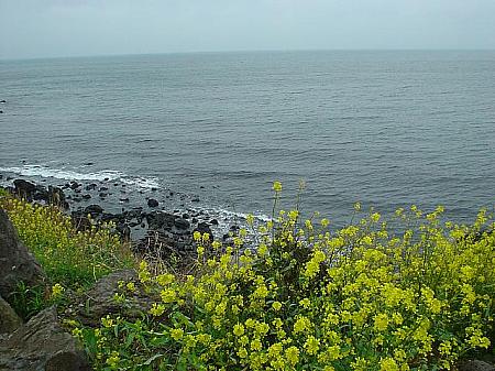 黄色い油菜の花畑で有名な済州島の春。海岸に咲いた油菜の花もきれいです。