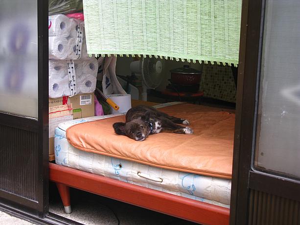 美容室のわんこはちょっとだるそう。やだよね、雨続き。散歩も行けないもんね…。