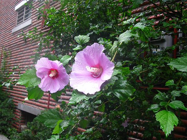 夏の青空に向かって次々咲くイメージの無窮花も、しっとりした風情。雨続きでいつもより花も少ないみたい。