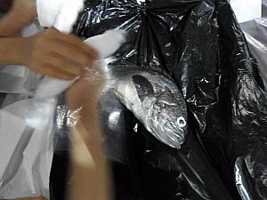 まず、魚の表面のぬめりを脱脂綿でうろこにそってよくふき取ります。そして墨を軽めに塗り、