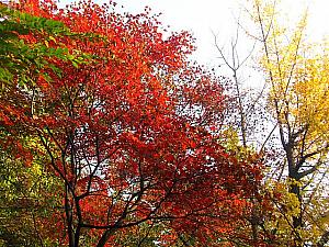 ソウルの紅葉スポット巡り！【２０１１年】 紅葉 落葉 秋のソウル 散策トルダムキル