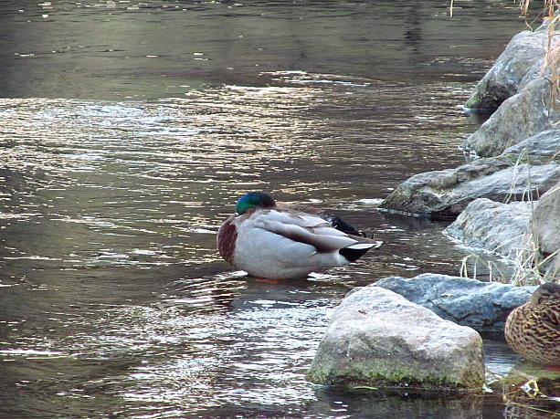 川辺のマガモも寒そう。自分の羽の中に首を突っ込んでいます。