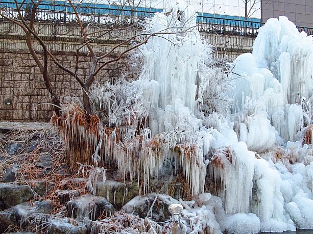 木の枝も見事に凍ってる！！
