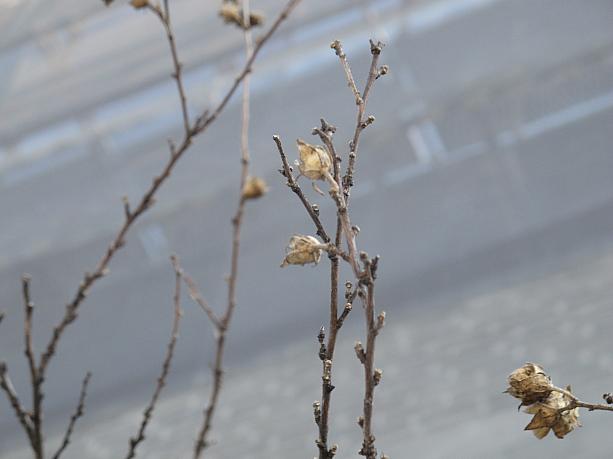 と思ったら、冬に枯れた花がくっついてるだけ。ソウルで春を宣言するのは、もうちょっと先になりそう。