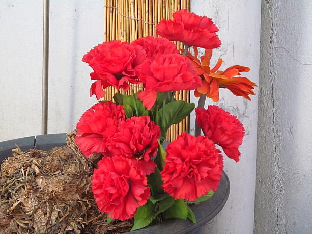 こんな鮮やかな花が咲くのはもう少し先かな。予報では今週の天気はぐずつくものの、気温は週後半には再びUPするみたい。<br>春よ～早く来い！