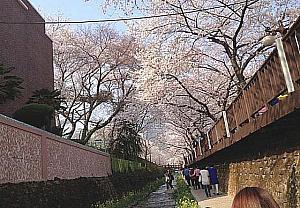 春の釜山の楽しみ方！ 春 桜 スプリング観光シーズン
