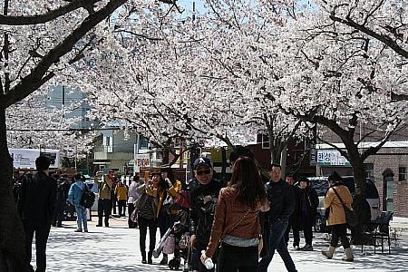 春の釜山の楽しみ方！ 春 桜 スプリング観光シーズン