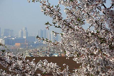 春のソウルの楽しみ方！ ソウルの春 ソウルの桜 ソウルのお出かけ ソウルの花見 春の料理春のグルメ