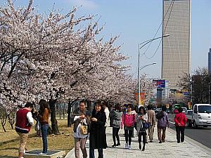 春のソウルの楽しみ方！ ソウルの春 ソウルの桜 ソウルのお出かけ ソウルの花見 春の料理春のグルメ