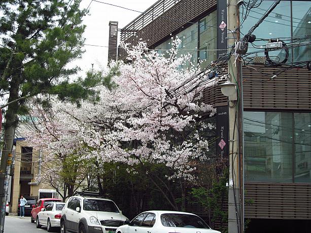 狎鴎亭の桜、場所によっては満開直前！昨日のぽかぽか陽気で、一気に咲いたみたい。この分なら、今週末くらいから桜が楽しめるかな？