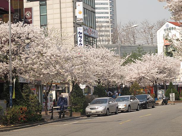 先週は７分咲きだった新村（シンチョン）の桜並木も満開に。こんなぽかぽか日和に、みんなはどんな服を着てるのかな～？