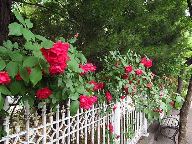 ３連休明けのソウル。月曜が休みなだけでしたが「黄金連休」なんて言われて、この週末はどこも人出が多かったです。<br>この季節のお楽しみ、薔薇の花も満開に＾＾