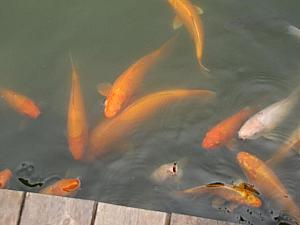 池には色とりどりの大きめの鯉がたくさん。