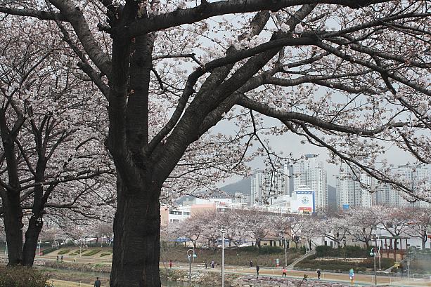 今週末は、釜山の桜が見ごろですー！