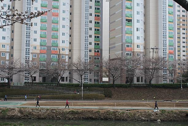 釜山市内の桜の名所でもある教育大学前の温泉場の散歩通りには桜を見つつ運動を楽しむ人がいっぱい！