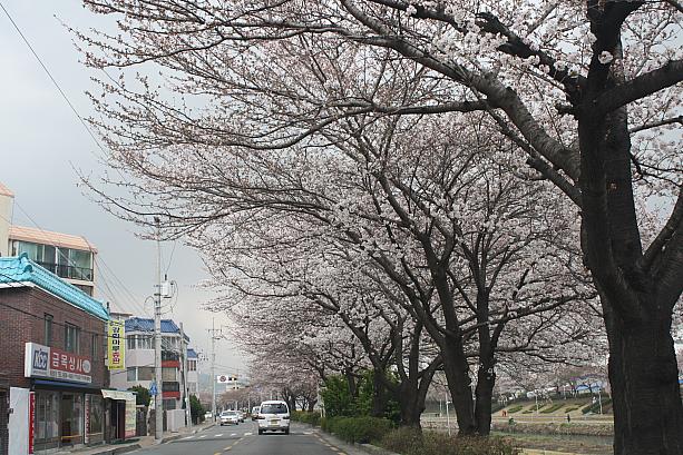 釜山の桜が咲き始めました！