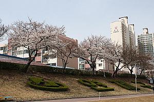 写真で見る釜山の桜～2013年編～