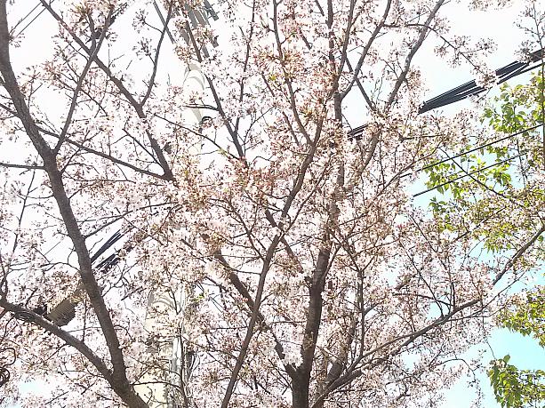 今週いっぱいで葉桜になりそう。