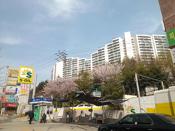 街のあちこちで桜が咲いている釜山ですが・・・