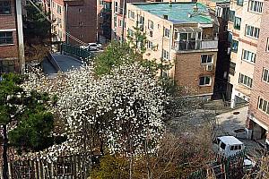 写真で見るソウルの桜と春の花～２０１３年編 桜 ソウルの桜 ソウルでお花見 お花見 ケナリ 韓国の桜 韓国の春 ソウルの春チンダルレ