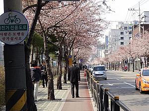 写真で見るソウルの桜と春の花～２０１３年編 桜 ソウルの桜 ソウルでお花見 お花見 ケナリ 韓国の桜 韓国の春 ソウルの春チンダルレ