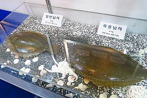 シーフードのイベント、ソウル水産食品展示会に行ってきました！ ソウルシーフードショー 韓国海産物展示会 韓国水産食品展示会 韓国の展示会 COEX コエックス 韓国でマグロ解体ショーソウルでマグロ解体ショー