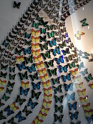 アートなものから標本まで、蝶や昆虫の展示はすばらしかった☆