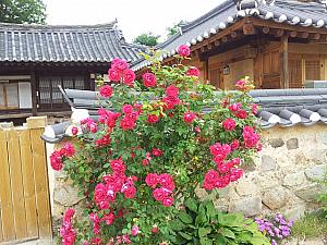 「新緑が美しい初夏の釜山・慶州を満喫！」ツアー