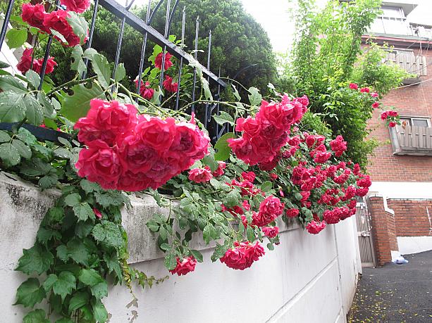 住宅の塀からは、真っ赤なバラの花もひょっこり。バラも今がシーズンみたい！