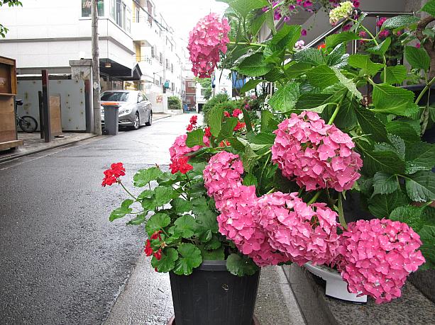 お花といえば、６月は紫陽花の季節！裏通りに一歩入ると、鮮やかなピンクの紫陽花を発見♪