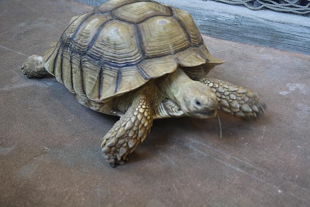 こんな大きな亀まで！ここは海雲台にあるジュロンジュロンという室内動物園！詳細は後日、プサンナビにて！