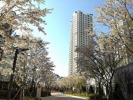 春には永宗島のあちこちに桜が溢れます。