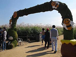 秋はススキを見に行こう！写真で見る「ソウルススキ祭り」 ススキ ソウルススキ祭り ハヌル公園 オリンピック公園オクセ