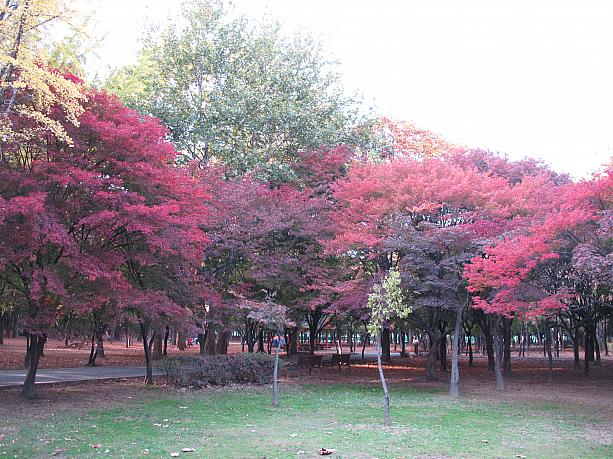 地面の芝生の緑と葉っぱの紅葉のコントラストがとってもきれい。まだ全ての木が色づいているというわけではないけれど、あともうすこしで紅葉真っ盛りかな？？