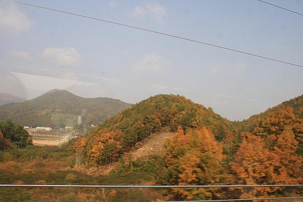 慶州の紅葉が色づき始めました！