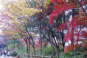 写真で見るソウルの紅葉スポット巡り！【2013年】 紅葉 ソウルの紅葉 イチョウ もみじソウルの紅葉スポット
