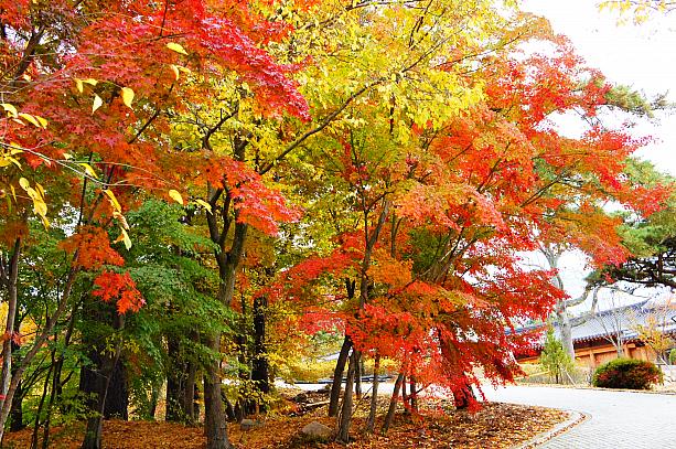 慶州の紅葉が見ごろを迎えました！