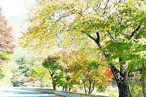 写真で見る慶州の紅葉！【２０１３年】 慶州 紅葉 慶州観光スポット 慶州の紅葉 慶州の秋 キョンジュの紅葉 キョンジュの秋紅葉スポット