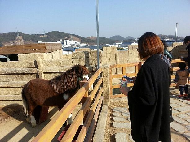釜山のはずれにある競馬公園には、2014年の干支・馬を見るためにたくさんの人でいっぱい！